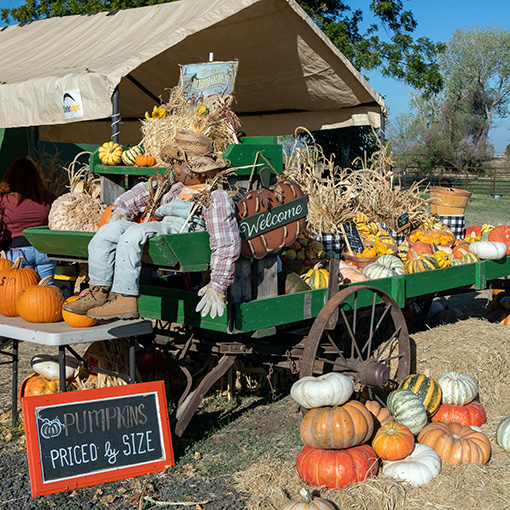 Welcome: Pumpkins Priced & Sized